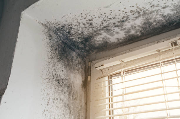 Affordable Black Mold Remediation solutions in Cumberland, NC